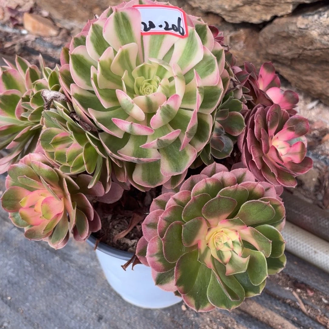 20-206荔枝多肉植物