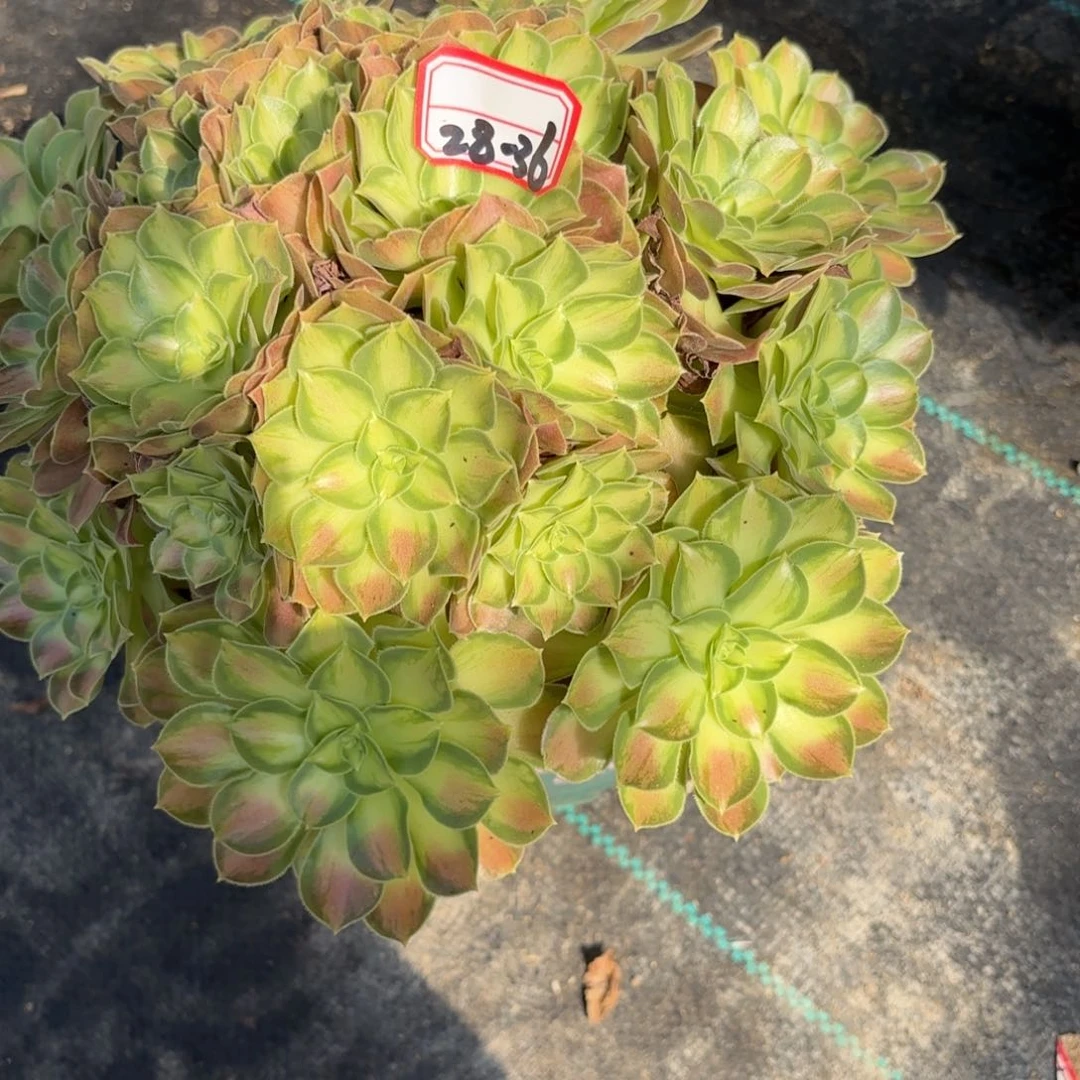 28-36少华朵朵多肉植物