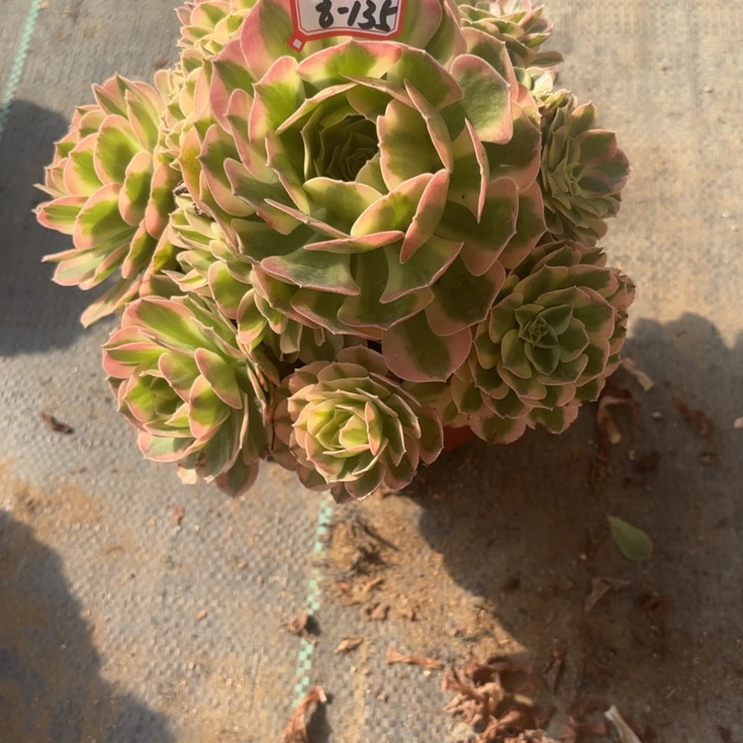 8-135玉滋多肉植物