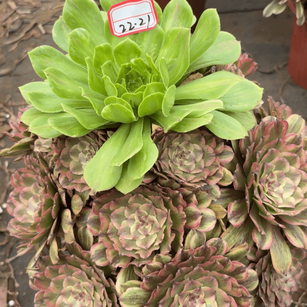 【闪购商品】22-21粉黛多肉