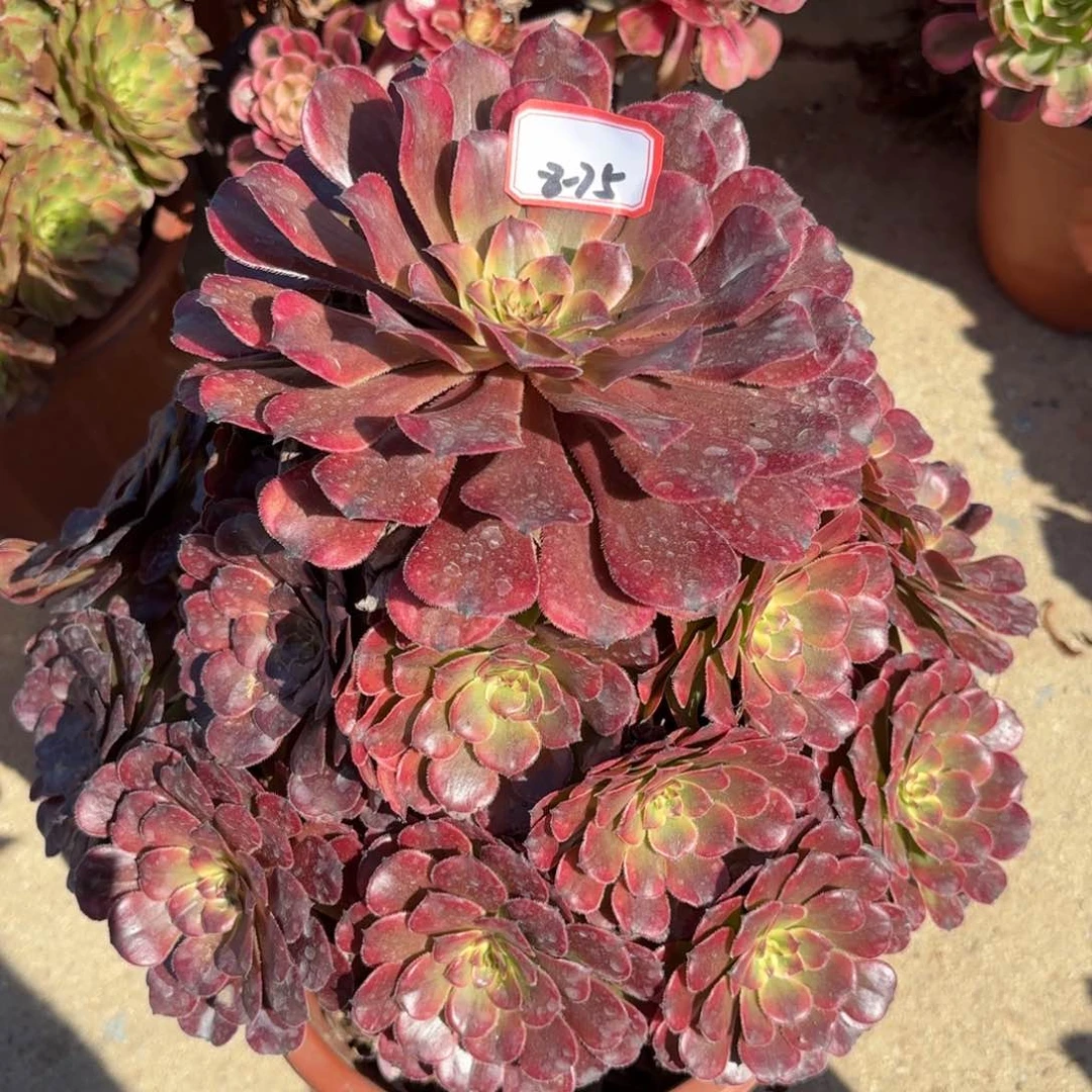 L***?8-75月蝉多肉植物