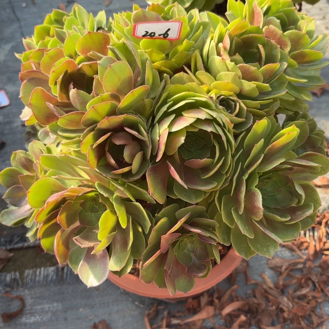 20-6万圣节变异朵朵多肉植物