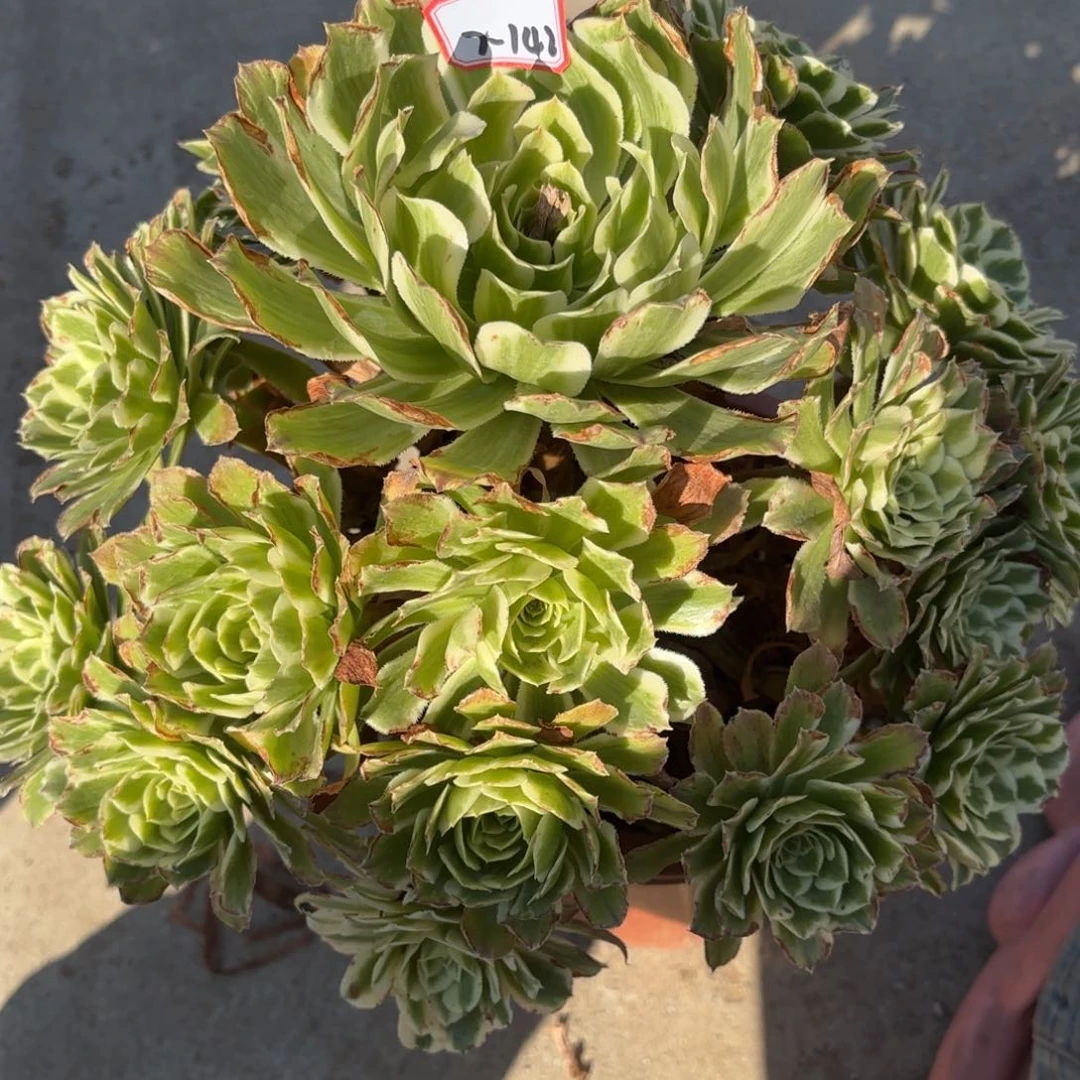 7-142碧浪多肉植物