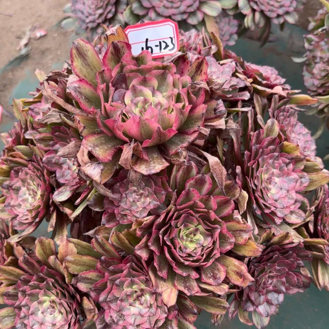 【闪购商品】16-123奥黛丽多肉