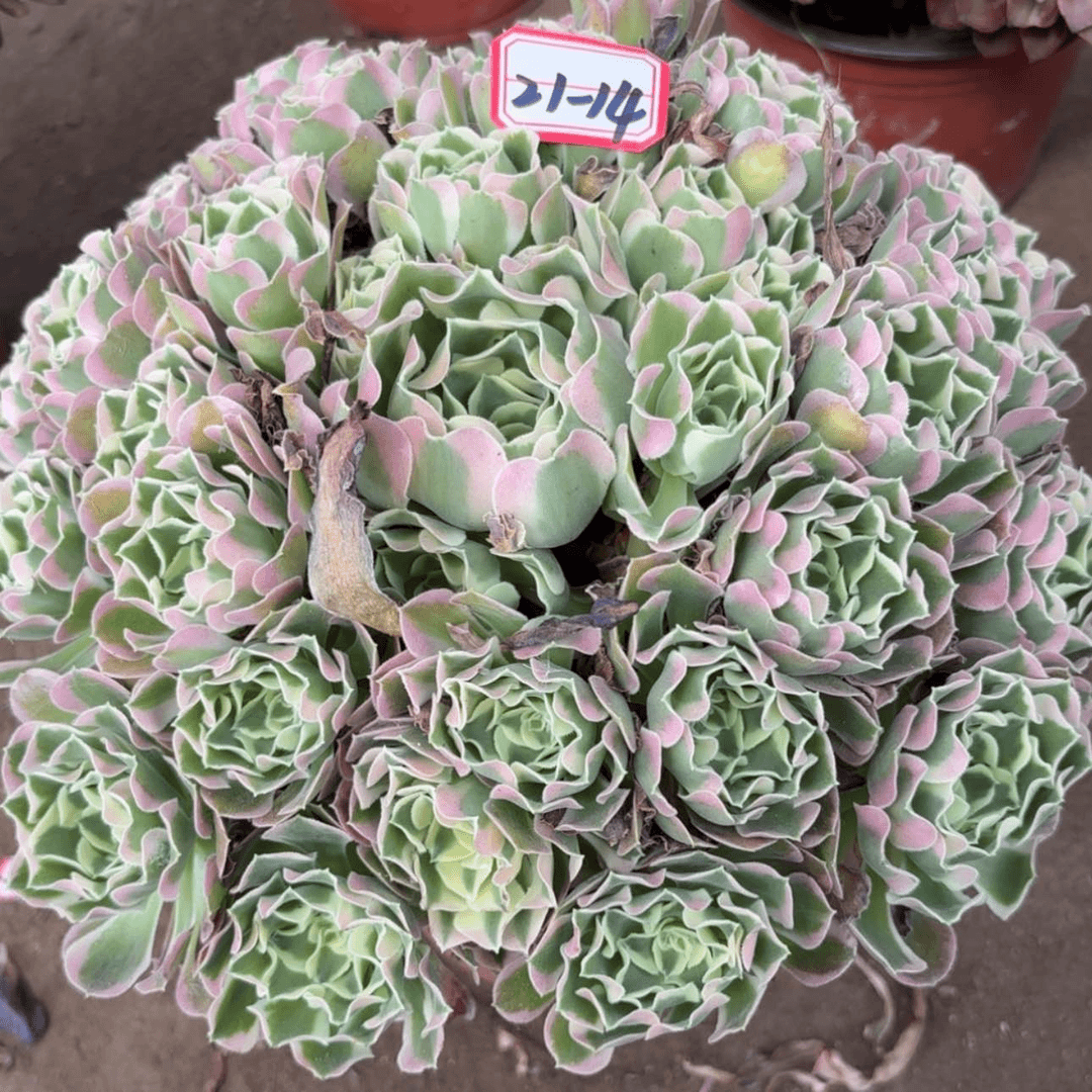 【闪购商品】21-14白凤多肉