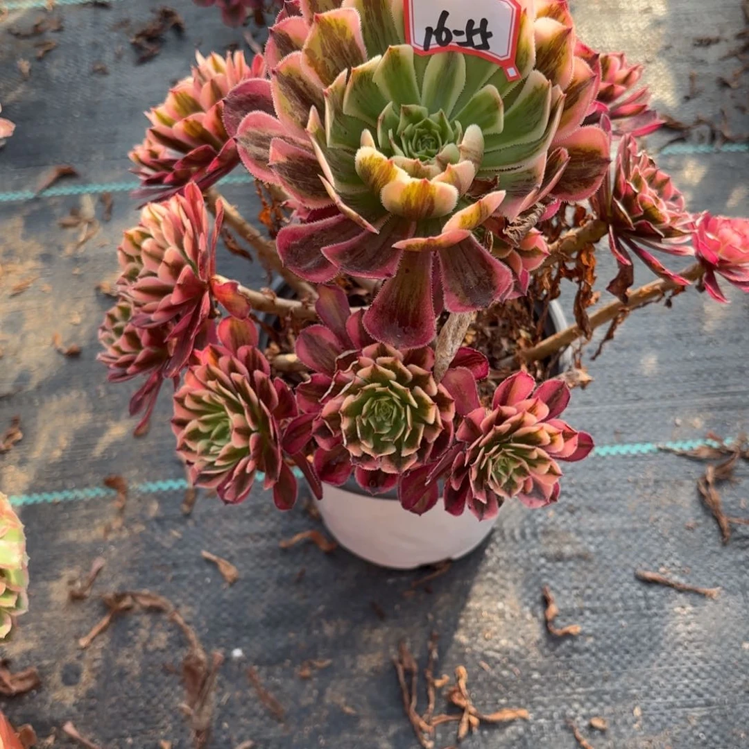 16-55白月光多肉植物