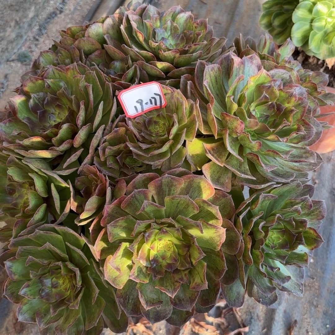 19-177斑斓朵朵多肉植物