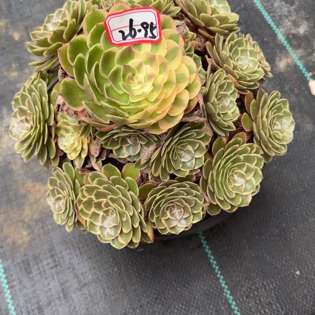 26-95粉花妖多肉植物
