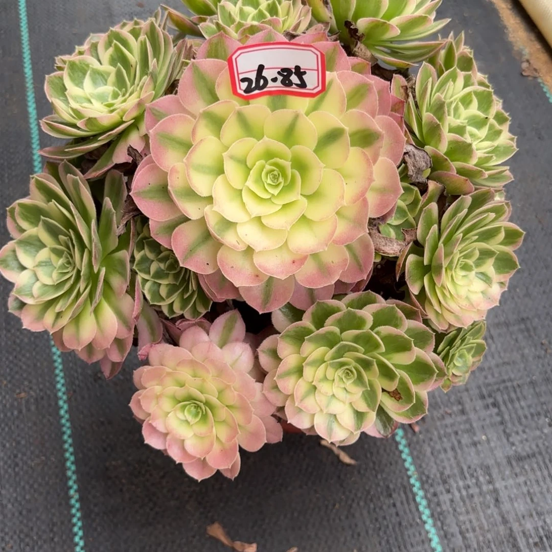 26-85海王多肉植物