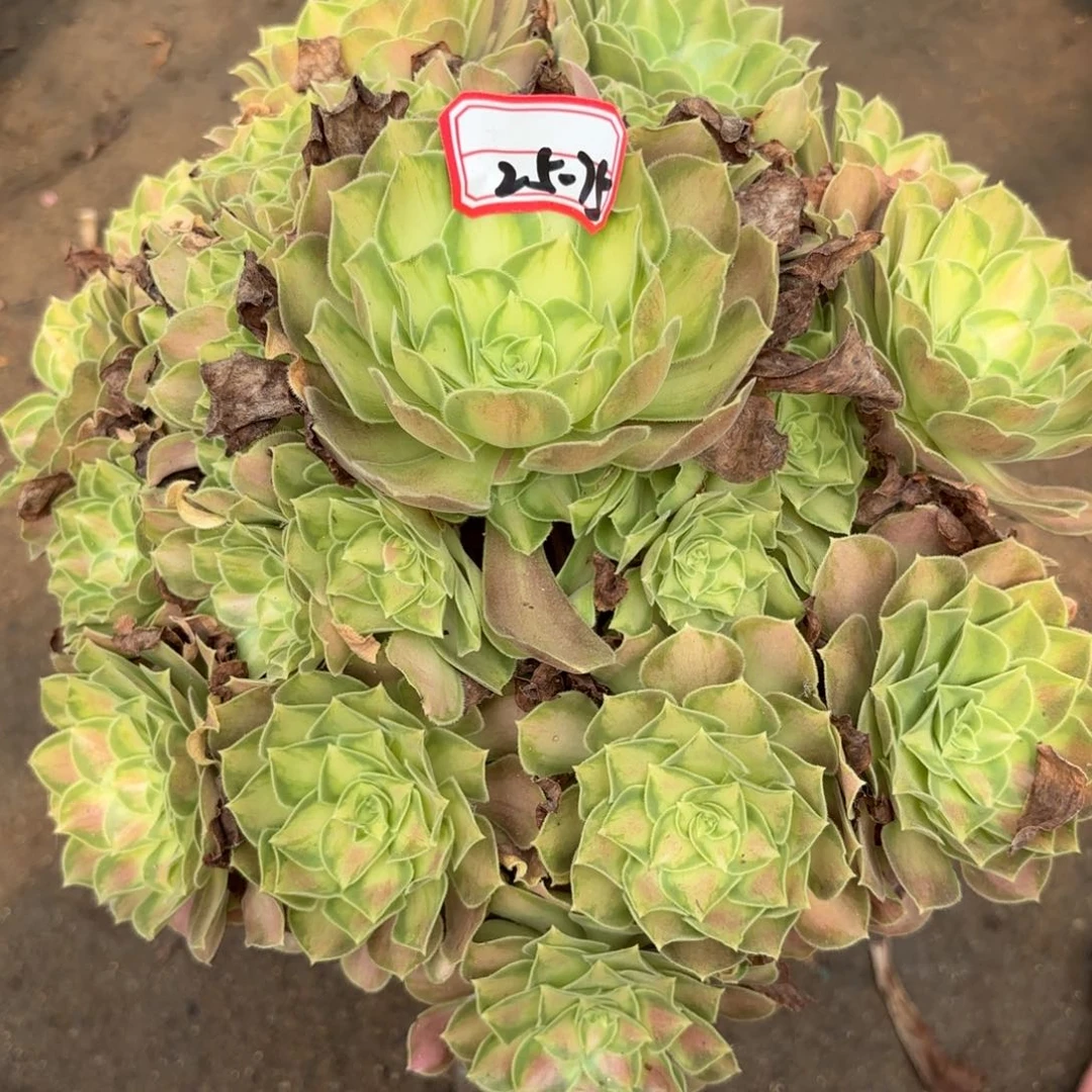 25-75少华多肉植物