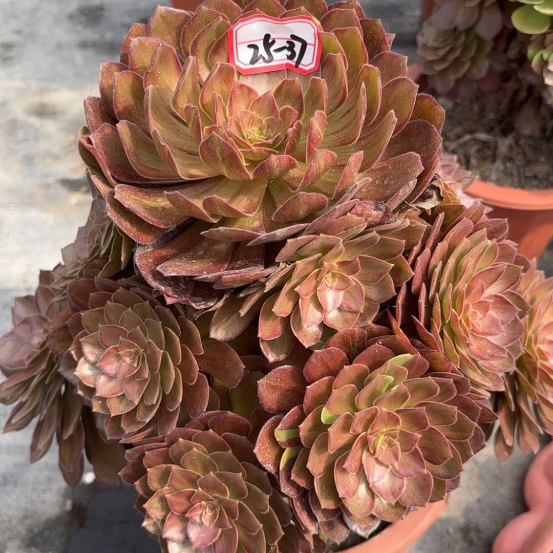 25-37万灰多肉植物