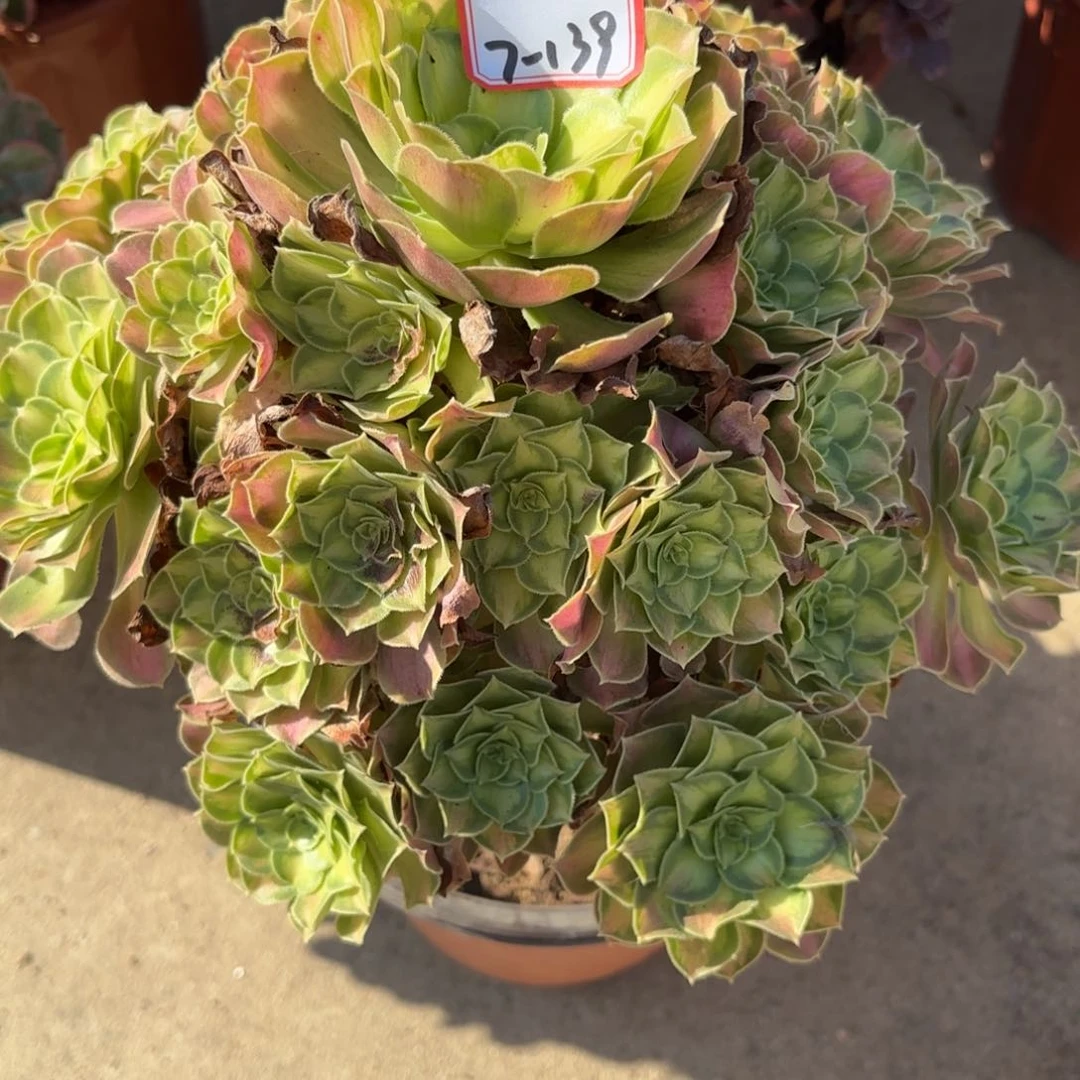 7-139少华有晒伤多肉植物