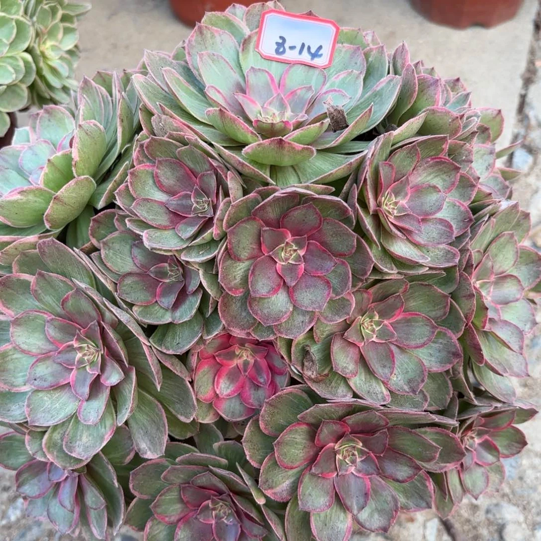 8-14莲花座多肉植物