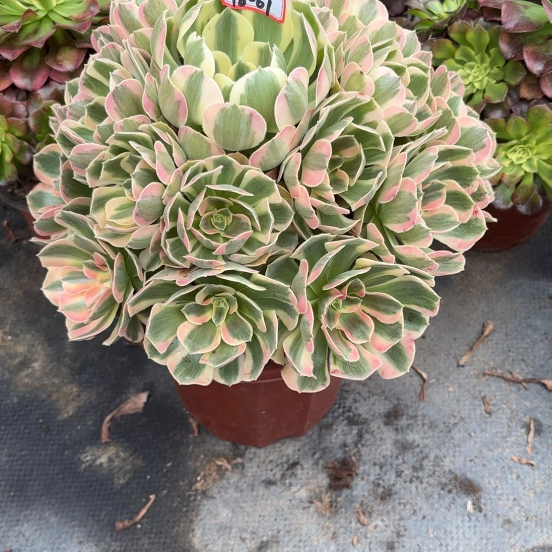 18-61粉女郎多肉植物