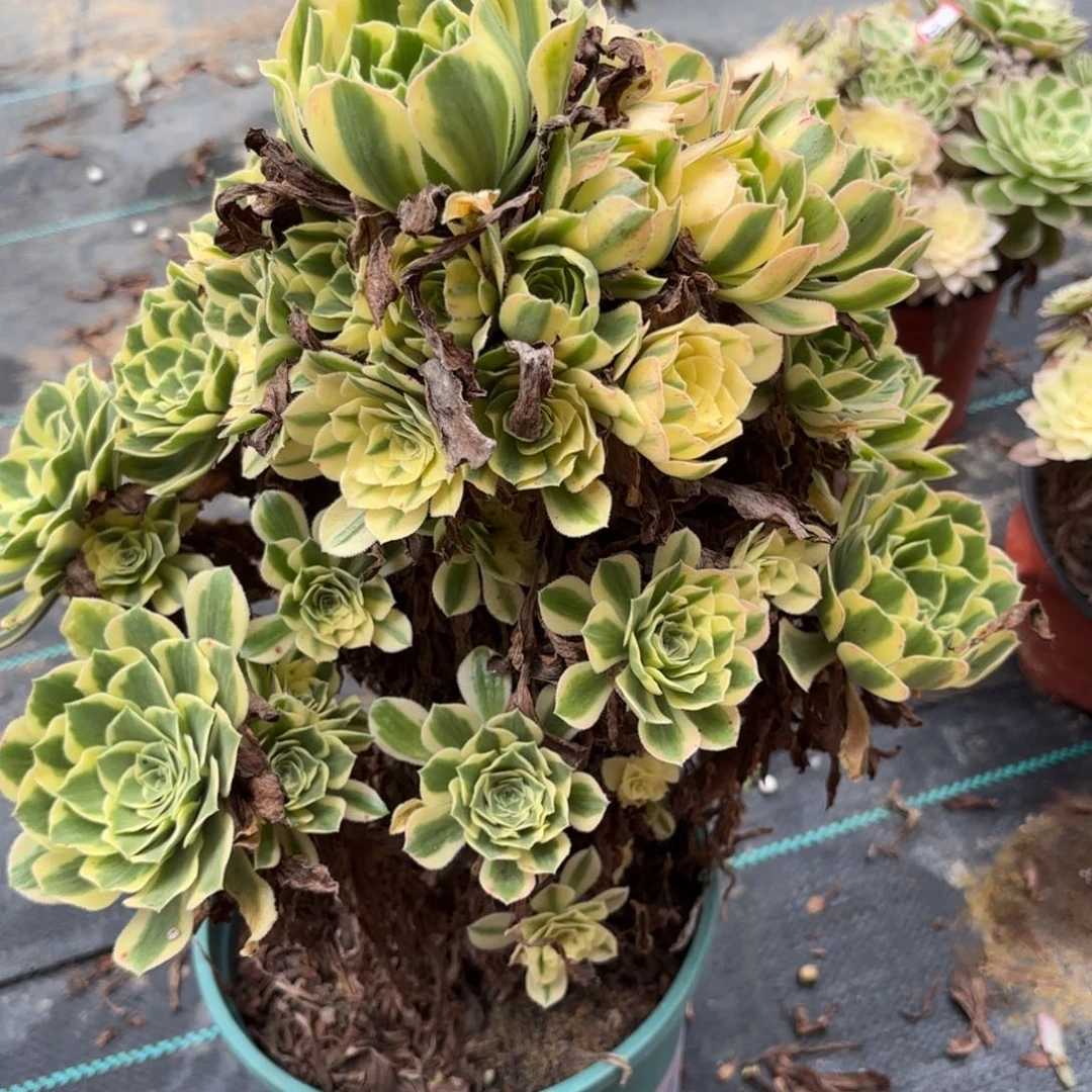 26-80艳宁多肉植物