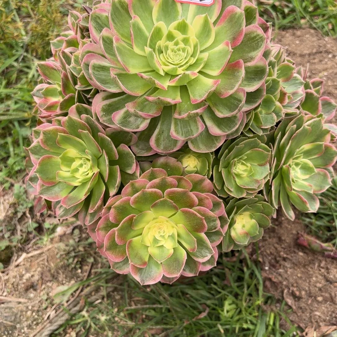 6-112海王多肉植物