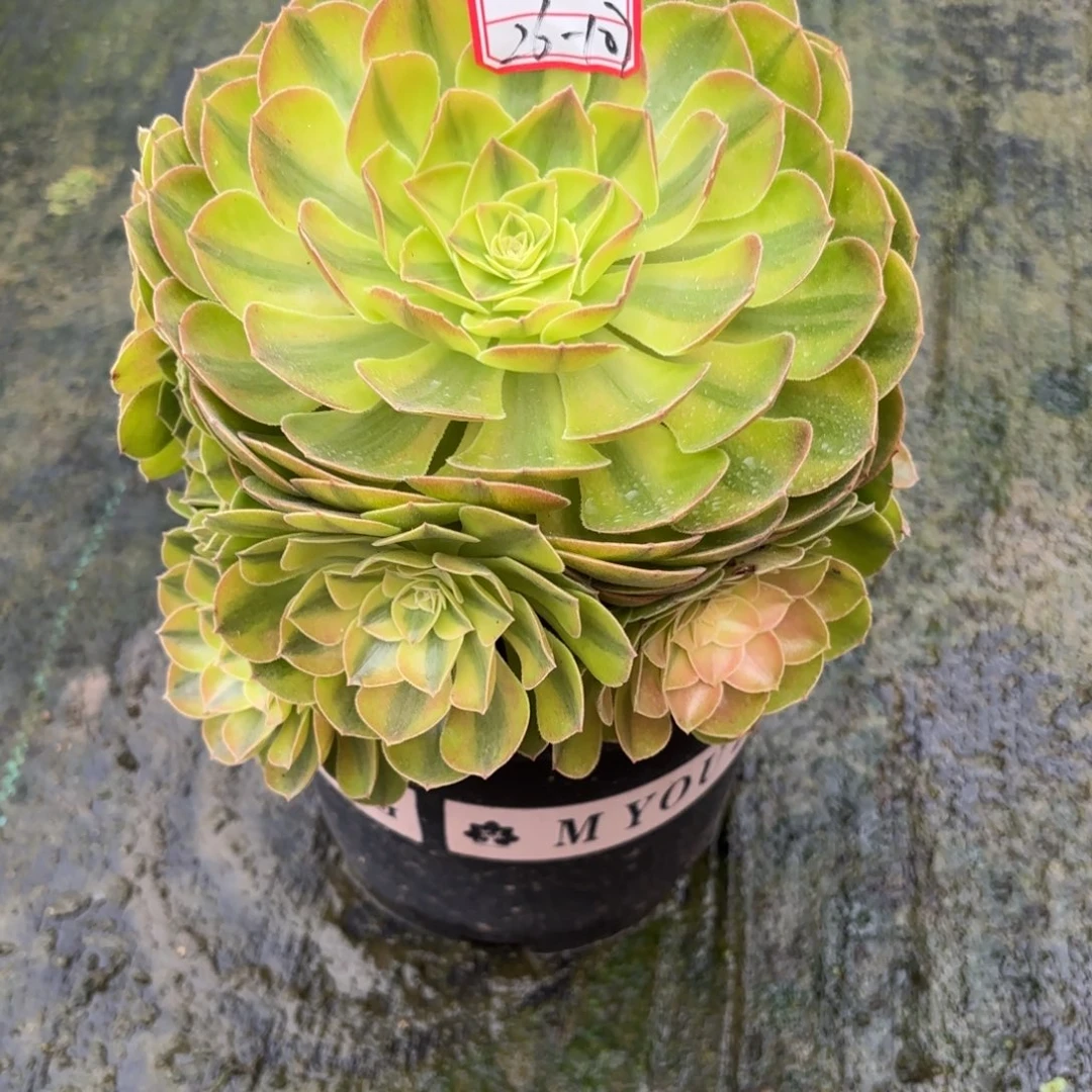 26-107雨何多肉植物