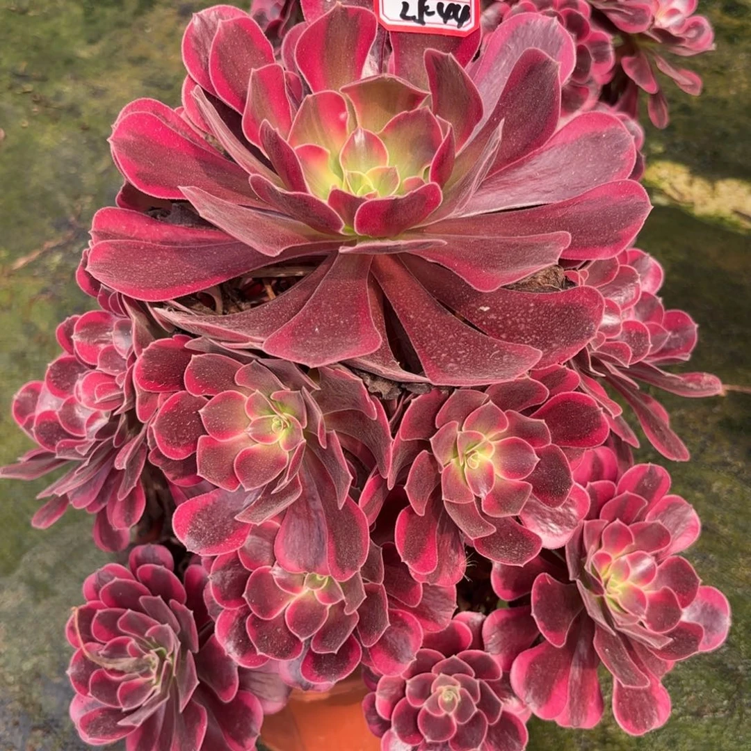 25-44凤冠多肉植物