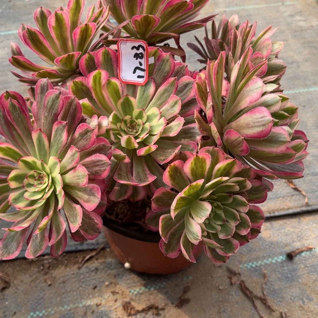 17-83白月光朵朵多肉植物