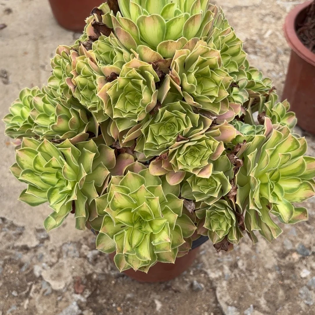 30-72少华多肉植物