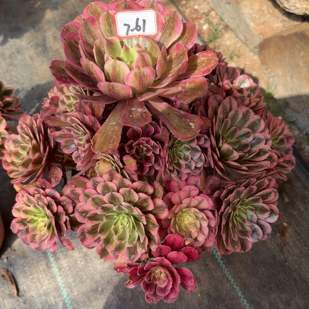 7-61白月光多肉植物