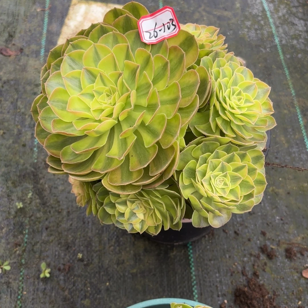 26-103雨何多肉植物