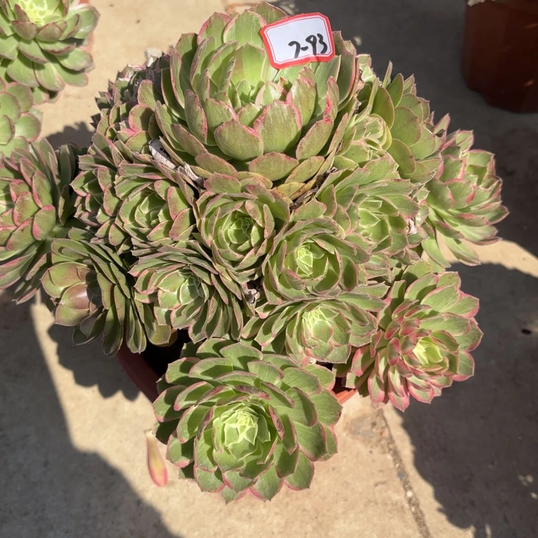 7-93莲花多肉植物