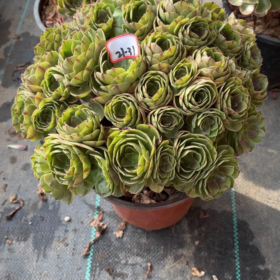 21-31万拉丝朵朵多肉植物