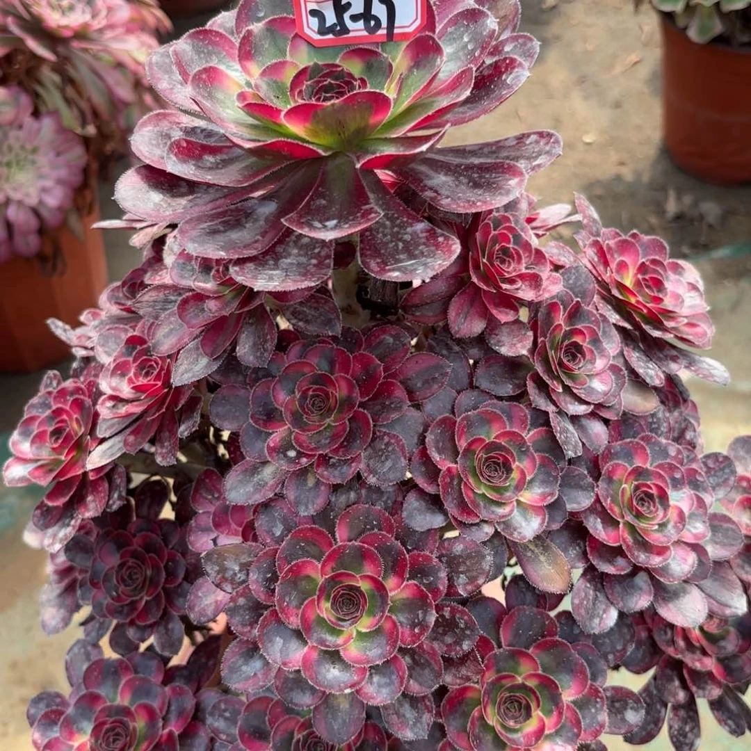 25-67丽娜多肉植物