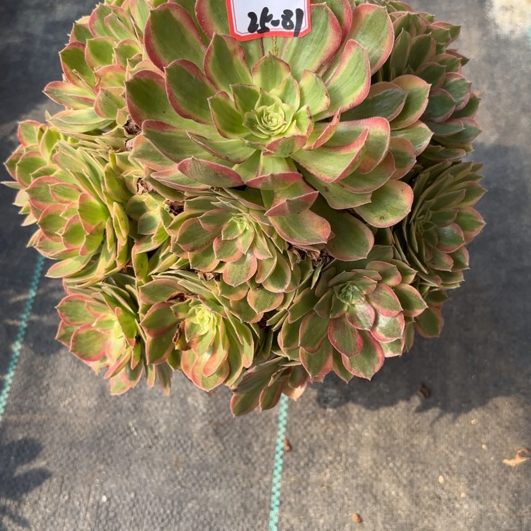 25-81海王粉体多肉植物