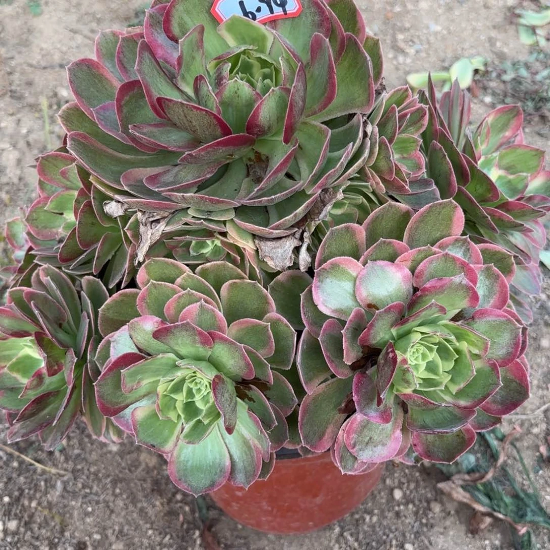 16-94千玺多肉植物