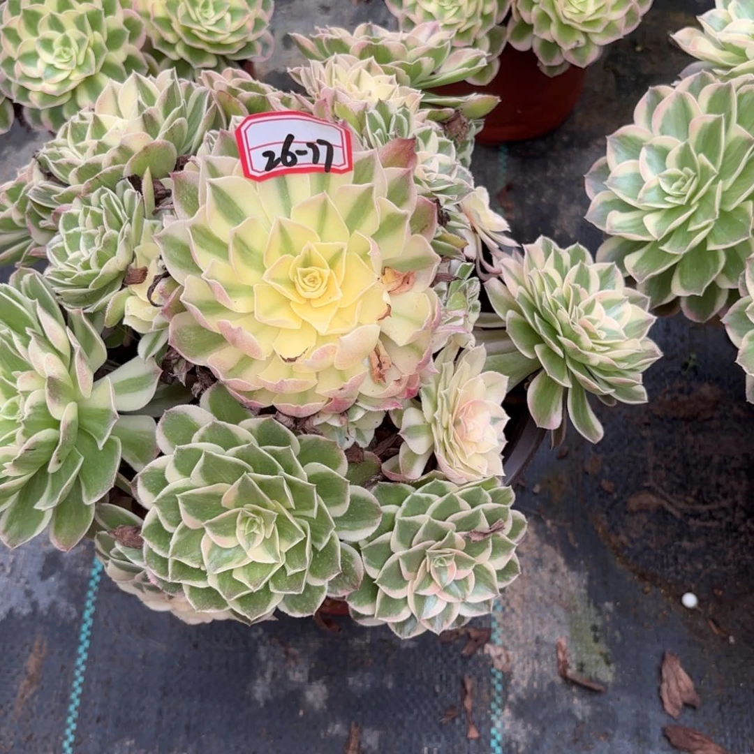 乐*26-77西施多肉植物