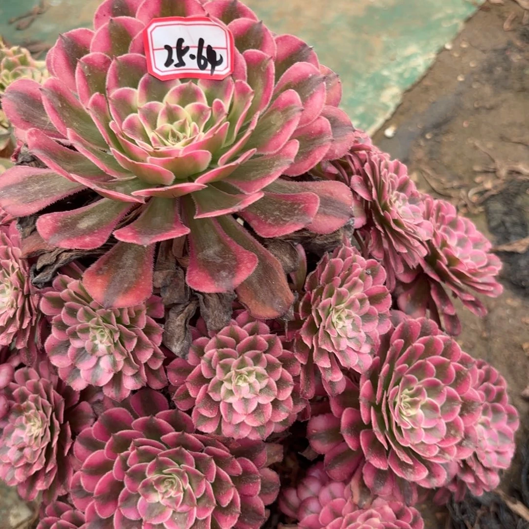 半***～25-64红瞳白多肉植物