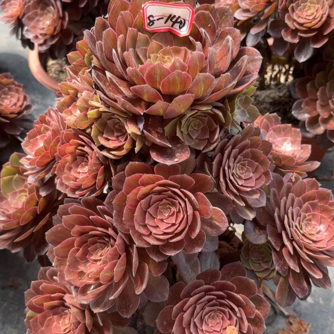 【闪购商品】8-140万灰多肉