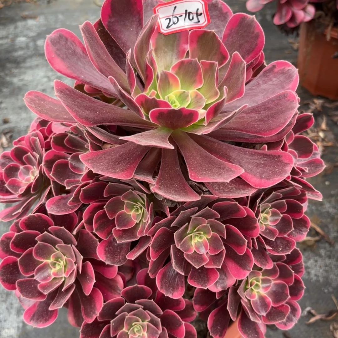 26-105凤冠多肉植物