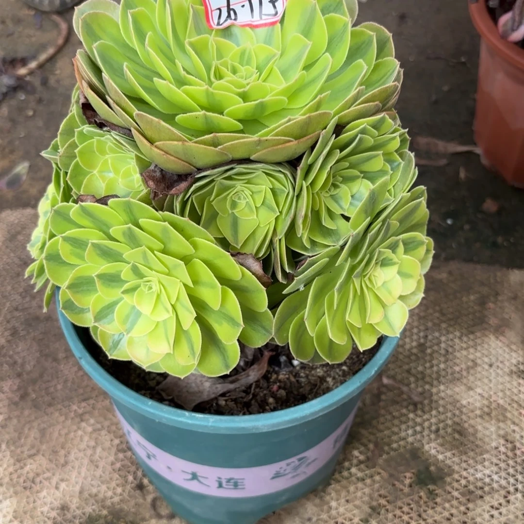 萍*?26-115雨何多肉植物