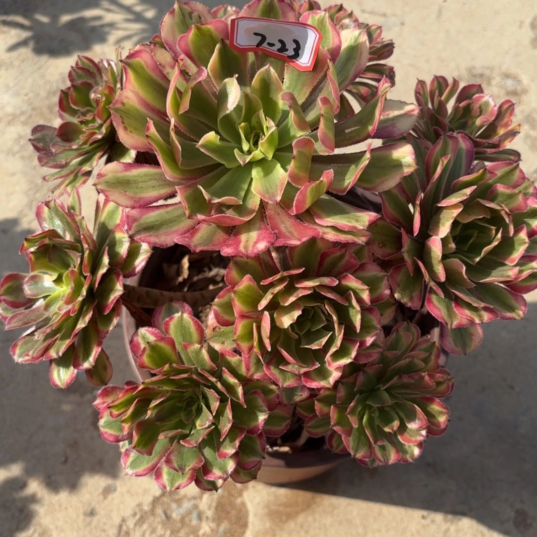 7-23黄花梨多肉植物