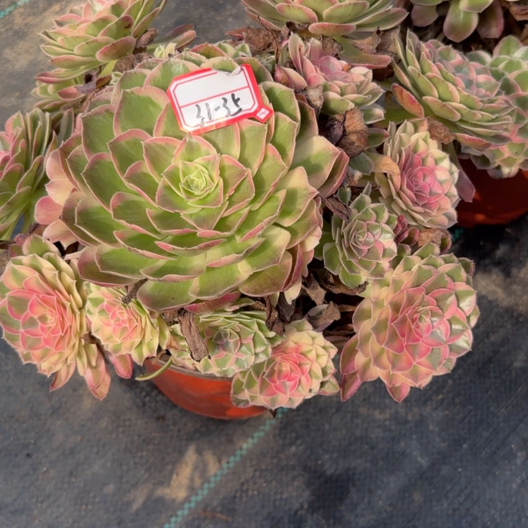 【闪购商品】31-35西施多肉