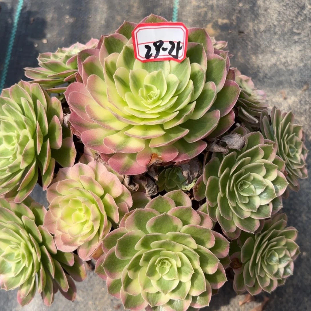 29-75海王多肉植物