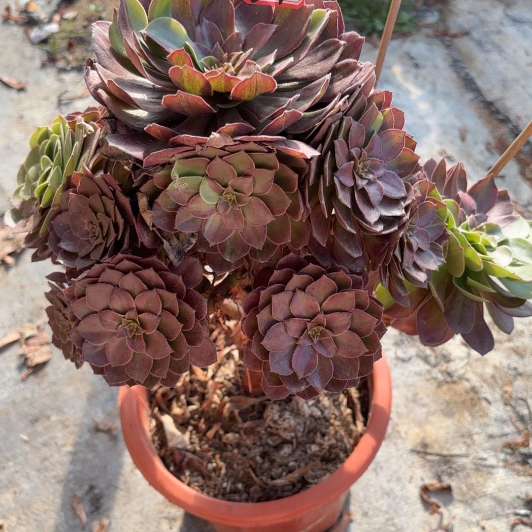 20-7万灰有断枝多肉植物