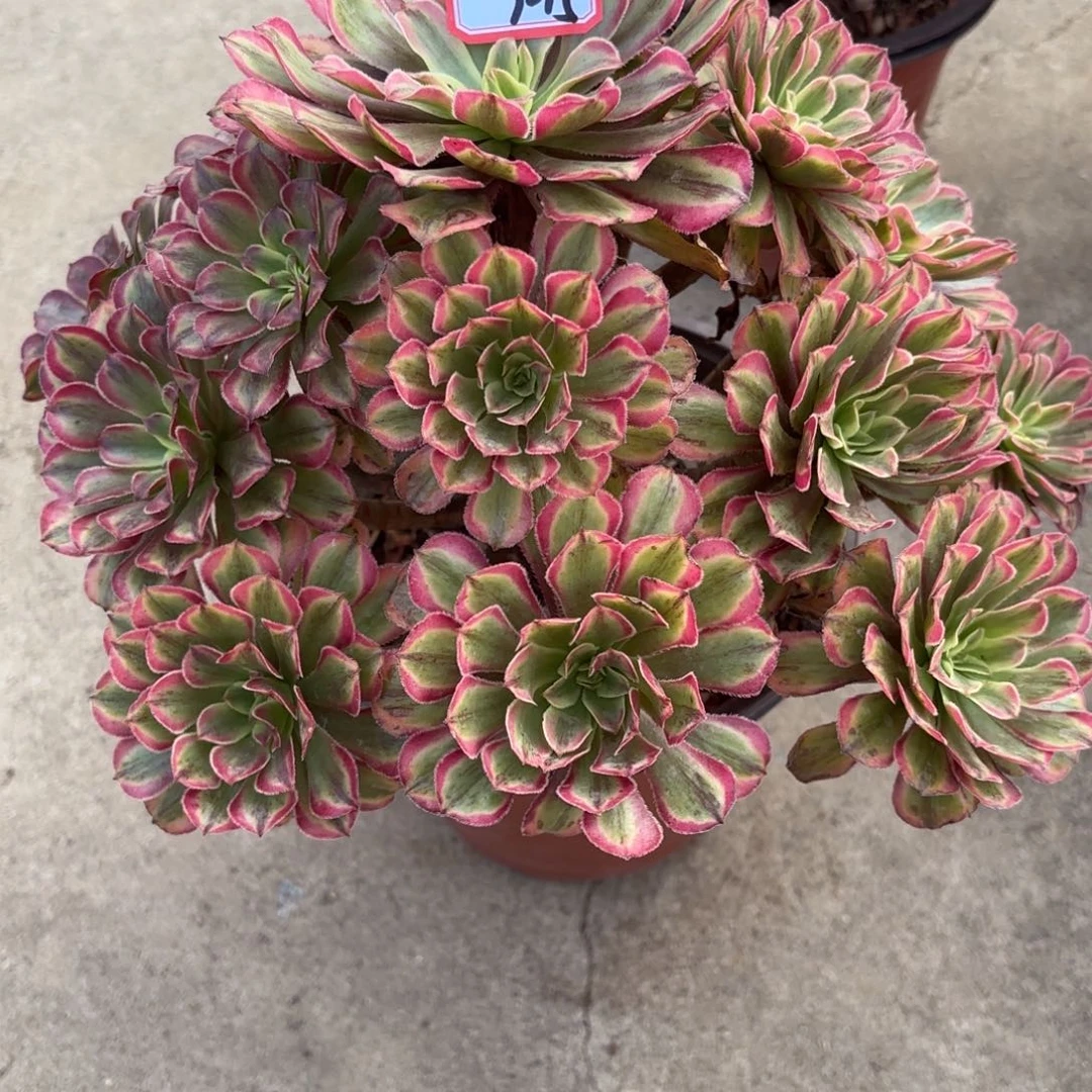 7-15黄花梨多肉植物