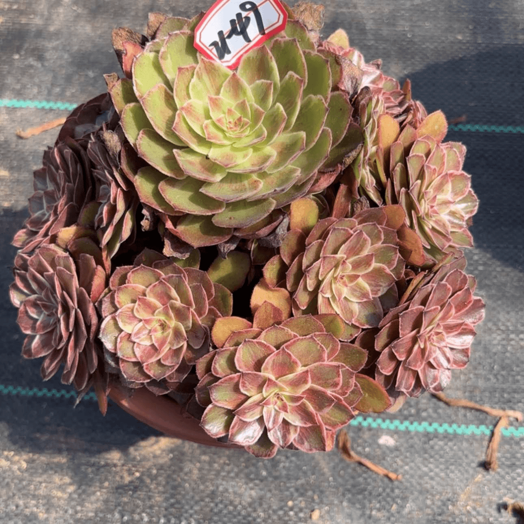 【闪购商品】21-49红拉丝多肉