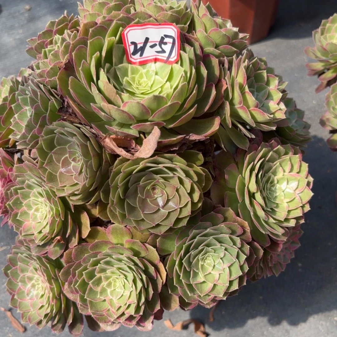 【闪购商品】21-57莲花多肉