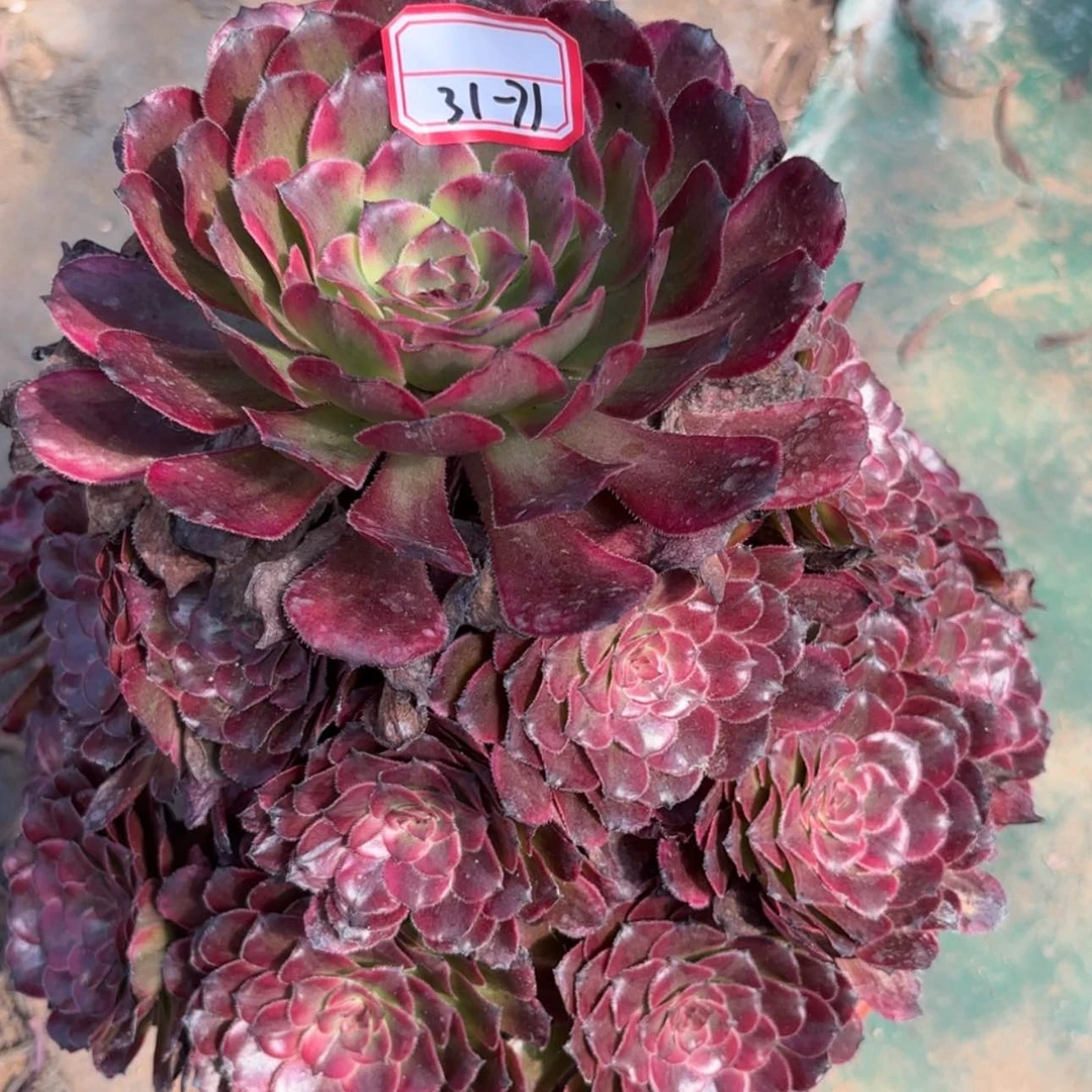 【闪购商品】31-71月蝉多肉