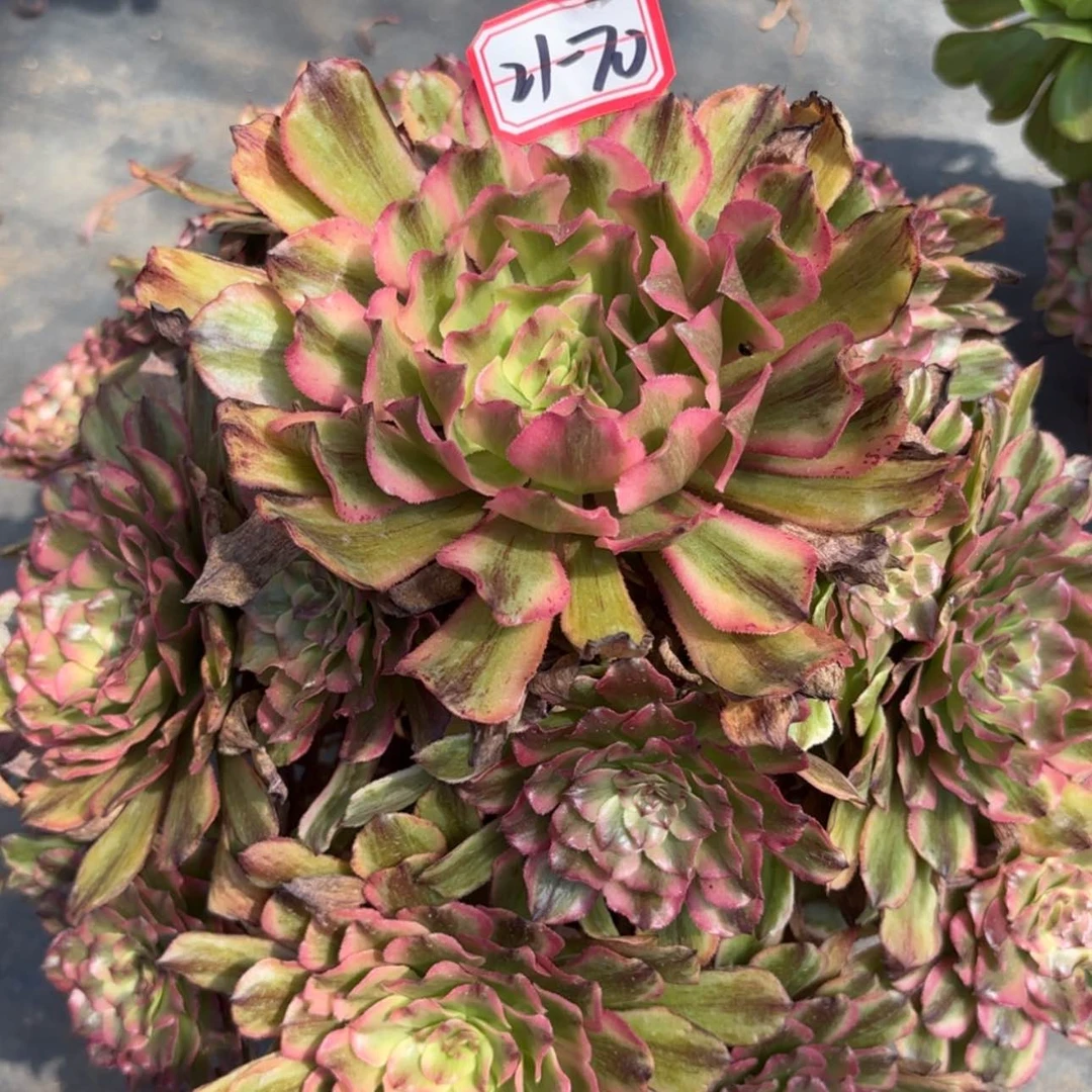 【闪购商品】21-70奥黛丽多肉