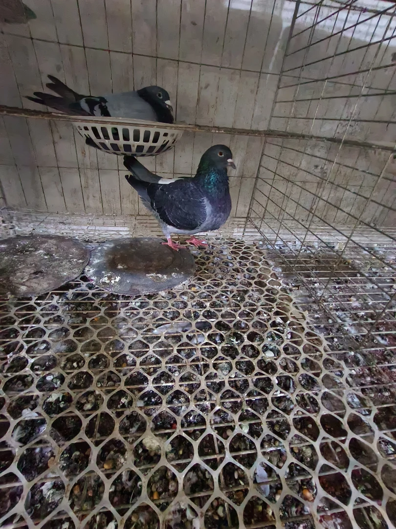 家飞鸽子信鸽笼子