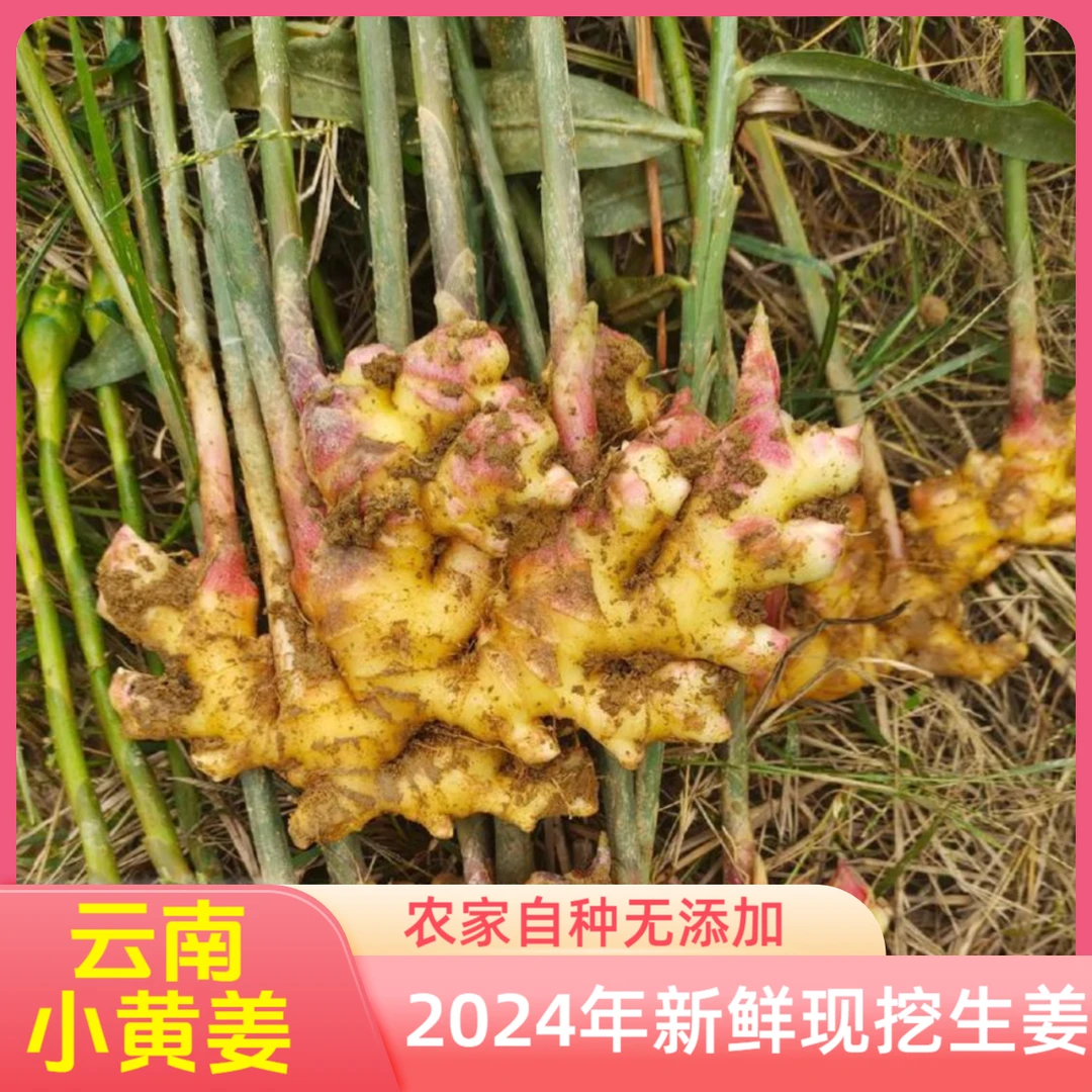 (现挖现发)2024年云南高山小黄姜新鲜现挖土姜月子姜老姜