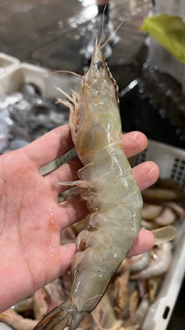 宁波石浦海鲜东海海捕海虾明虾