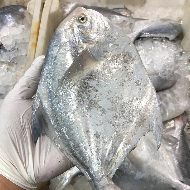 【大鲳鱼点这里】宁波石浦海鲜东海海捕银鲳鱼白边鲳鱼本地鲳鱼