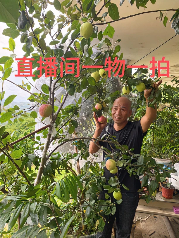 南方苹果老庄规格产地